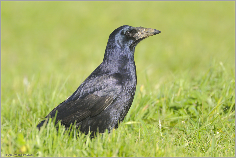 prüfender Blick... Saatkrähe *Corvus frugilegus*