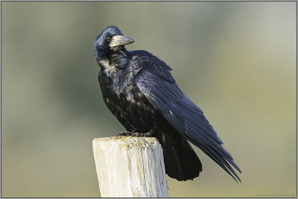 immer auf der Hut... Saatkrähe *Corvus frugilegus*