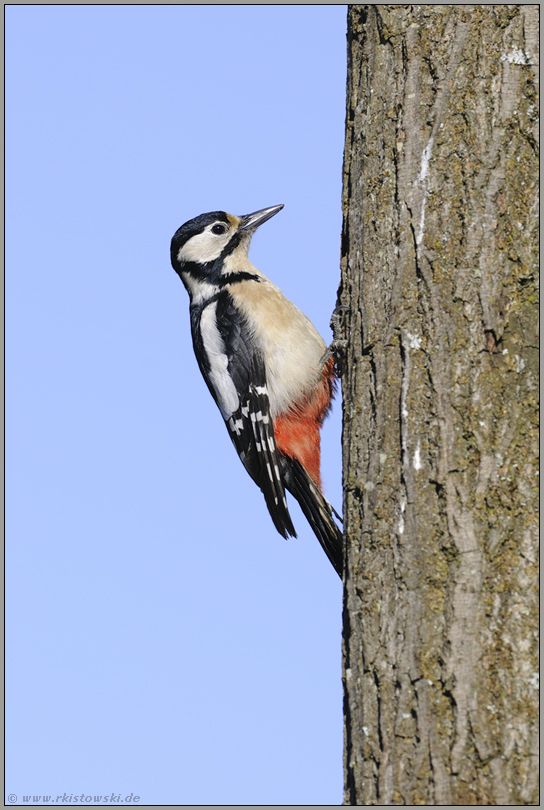 hoch oben... Buntspecht *Dendrocopos major*