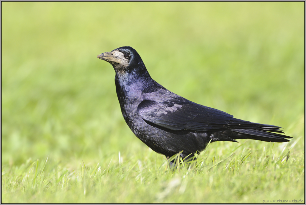 keck... Saatkrähe *Corvus frugilegus*