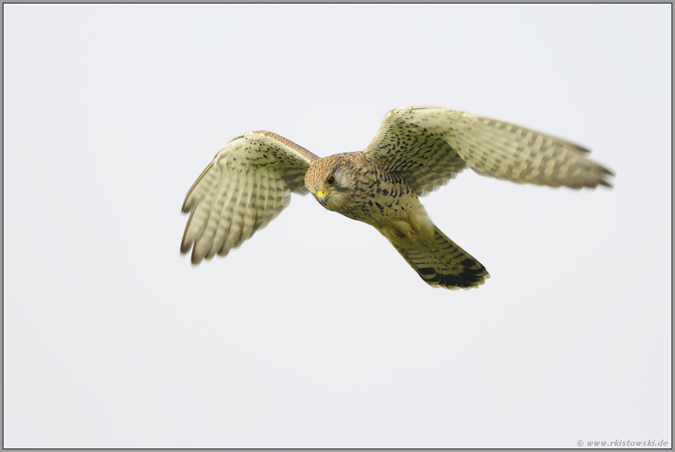 im Suchflug... Turmfalke *Falco tinnunculus*