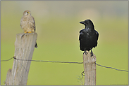 seltenes Duo... Rabenkrähe *Corvus corone *