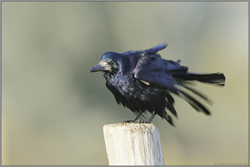 Badetag... Saatkrähe *Corvus frugilegus*