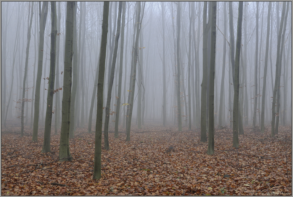 Stangenwald... Rotbuchen *Fagus sylvatica*