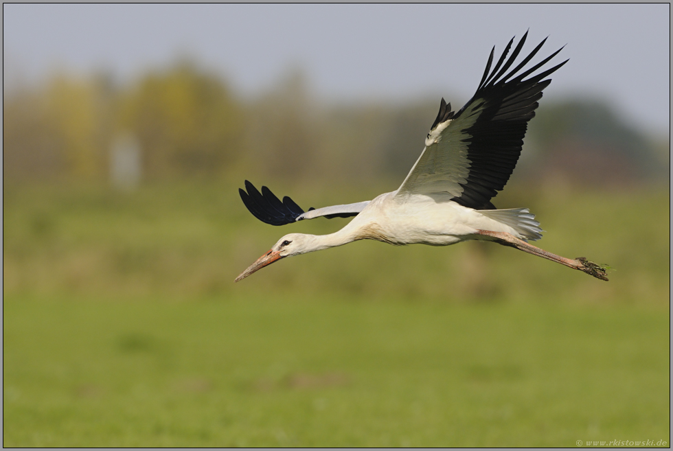 im Vorbeiflug... Weißstorch *Ciconia ciconia*