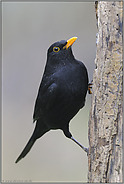 in untypischer Manier... Amsel *Turdus merula*