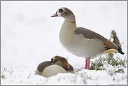 erster Schnee... Nilgänse *Alopochen aegyptiacus*