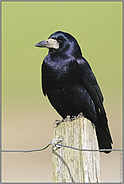 Vogel des Jahres 1986... Saatkrähe *Corvus frugilegus*