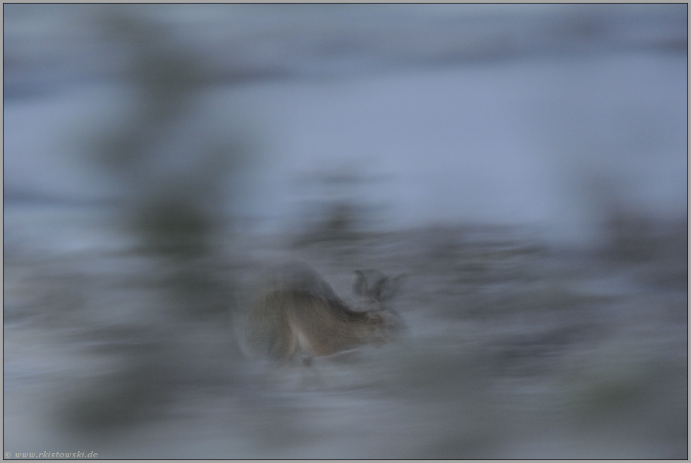 flüchtig... Feldhase *Lepus europaeus*