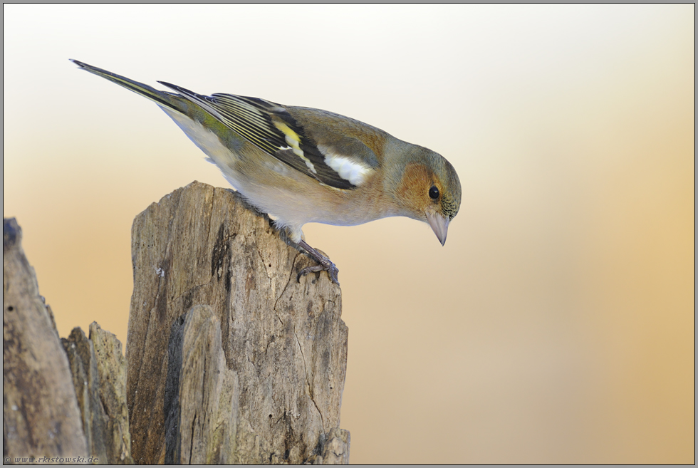 auf der Suche... Buchfink *Fringilla coelebs *