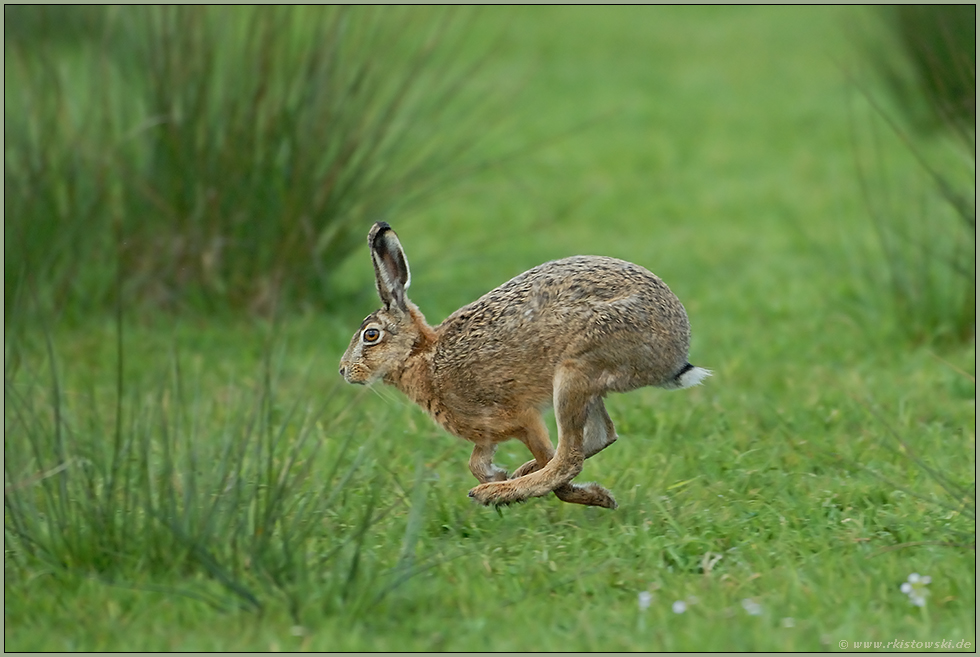 Fersengeld... Feldhase *Lepus europaeus*