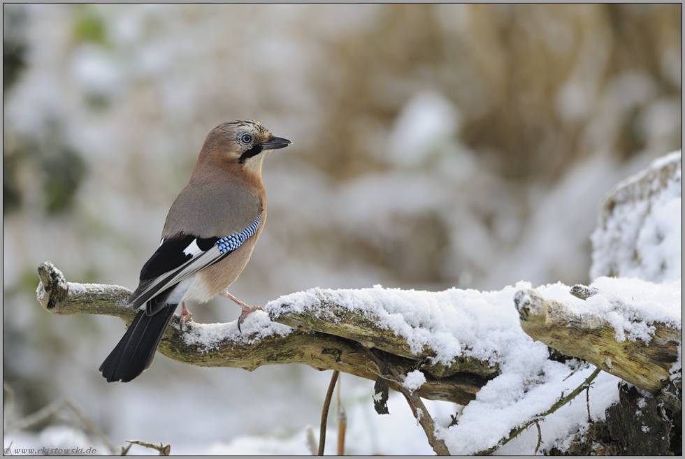 Wächter des Waldes... Eichelhäher *Garrulus glandarius*