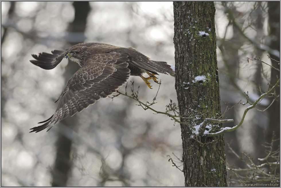 genug gesehen... Mäusebussard *Buteo buteo*