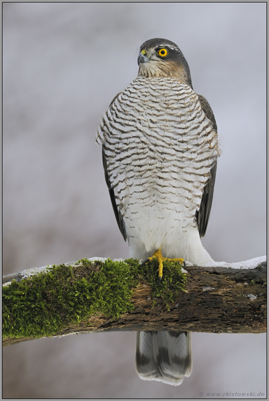 im Porträt... Sperber *Accipiter nisus*