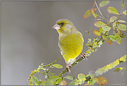 ganz schön grün... Grünfink *Carduelis chloris*