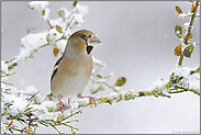 König der Finken... Kernbeißer *Coccothraustes coccothraustes*