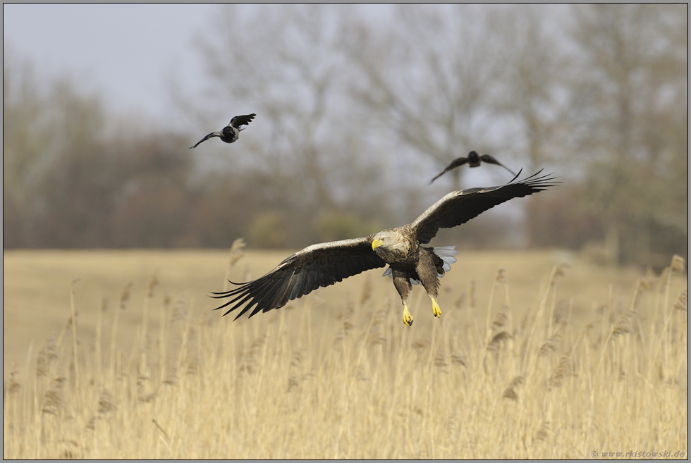 der Anflug... Seeadler *Haliaeetus albicilla*