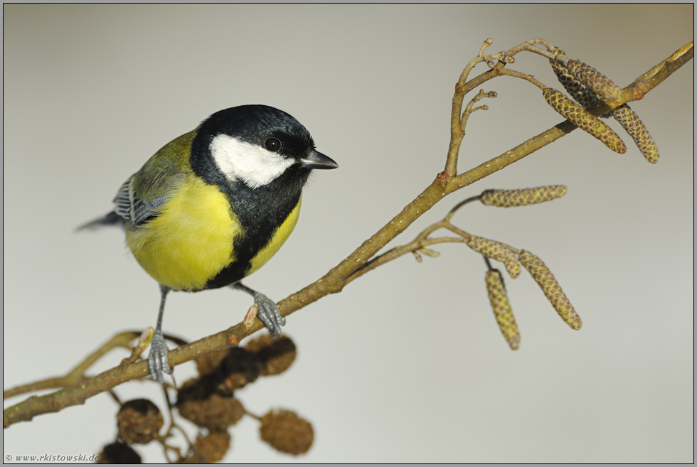 geschlechtsspezifisch... Kohlmeise *Parus major*