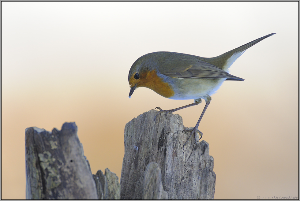 am Fettfutter... Rotkehlchen *Erithacus rubecula*