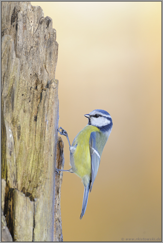 der Bergsteiger... Blaumeise *Cyanistes caeruleus*