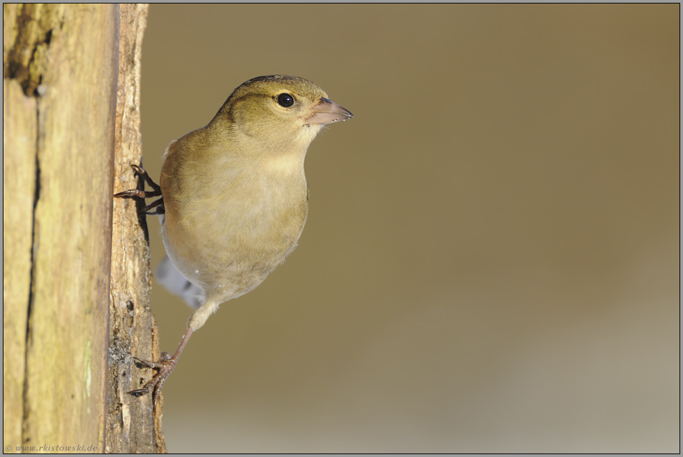 Obacht... Buchfink *Fringilla coelebs *