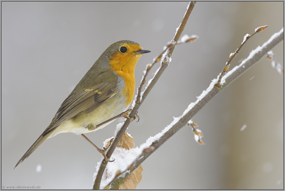 bekannt und beliebt... Rotkehlchen *Erithacus rubecula*