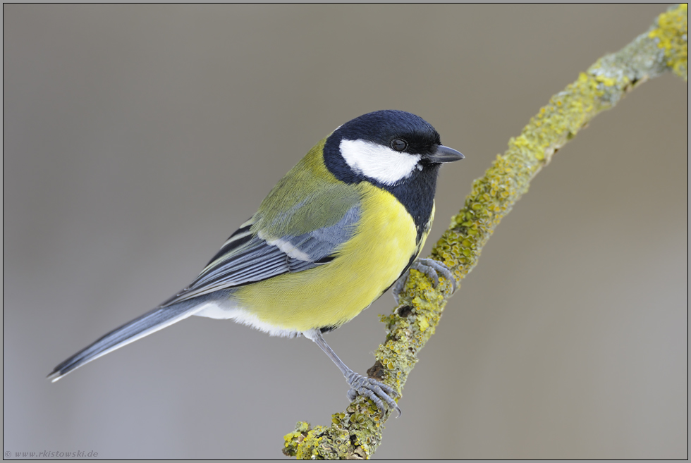 die größte von allen... Kohlmeise *Parus major*