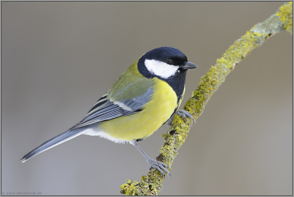 die größte von allen... Kohlmeise  *Parus major*