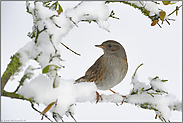 im Schnee... Heckenbraunelle *Prunella modularis* sitzt im Gebüsch