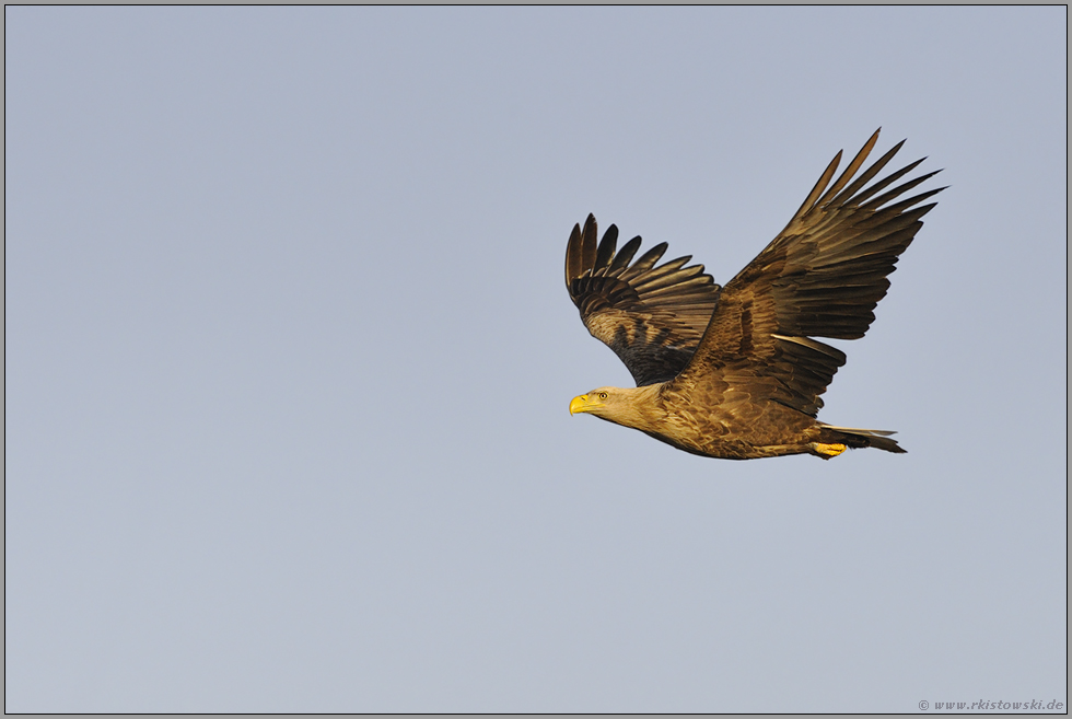 im Morgenlicht... Seeadler *Haliaeetus albicilla*