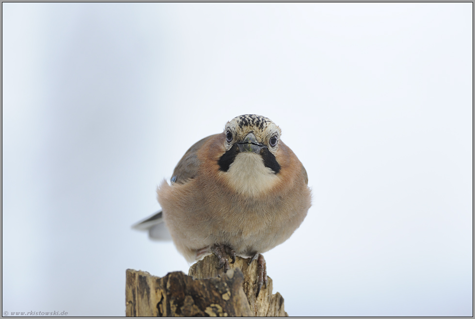 wer da... Eichelhäher *Garrulus glandarius*