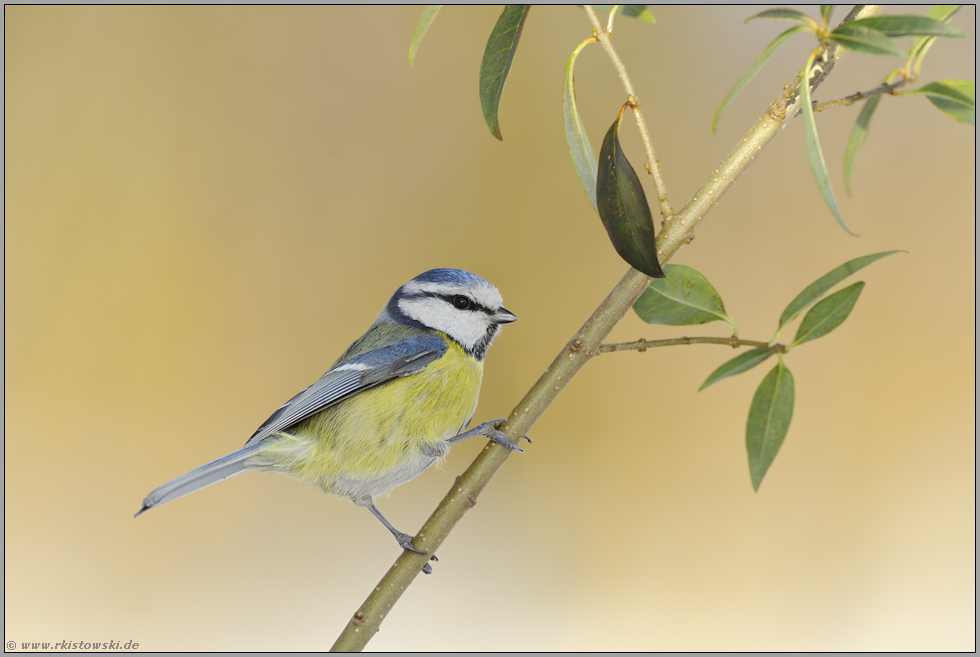 ganz schön frech... Blaumeise *Cyanistes caeruleus*