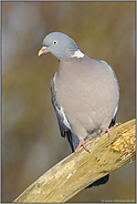 die Vorhut... Ringeltaube *Columba palumbus*