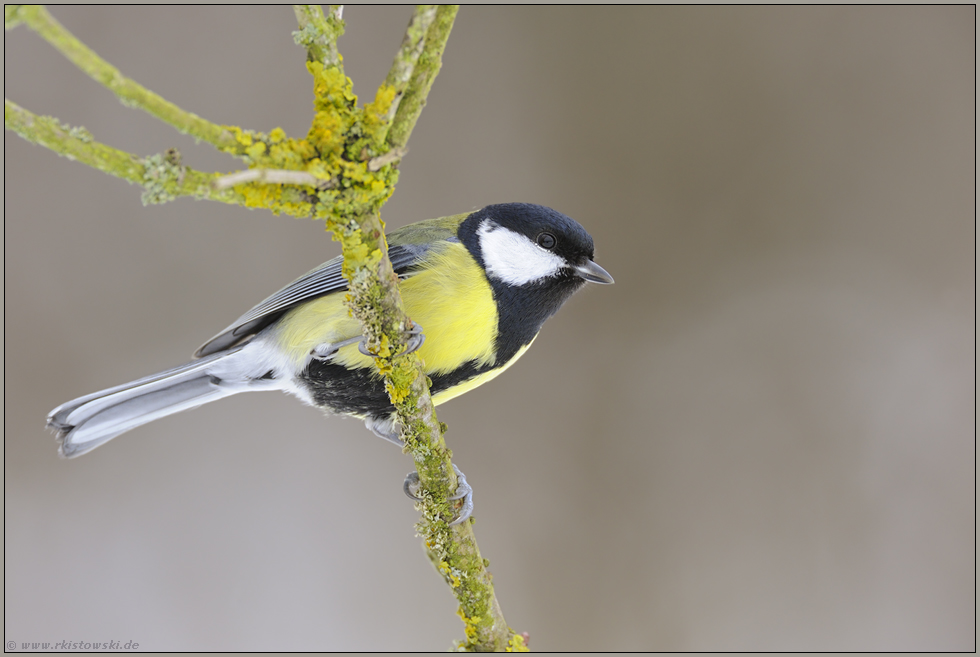 auf dem Sprung... Kohlmeise *Parus major*