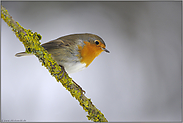 von oben herab... Rotkehlchen *Erithacus rubecula*