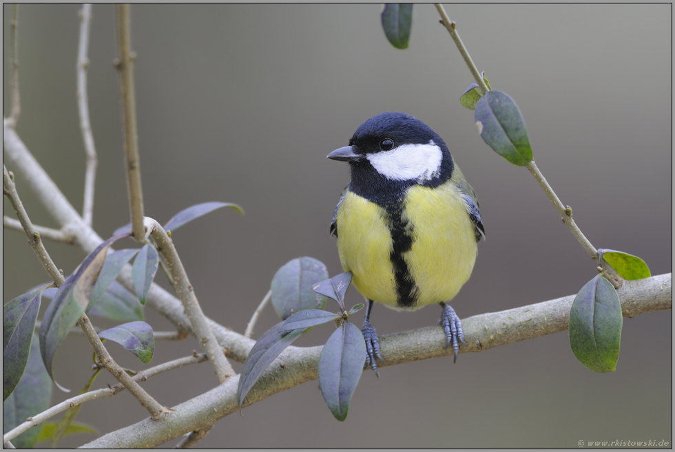 dankbarer Gartenvogel... Kohlmeise *Parus major*