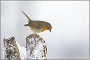 Beeren und Samen... Rotkehlchen *Erithacus rubecula*