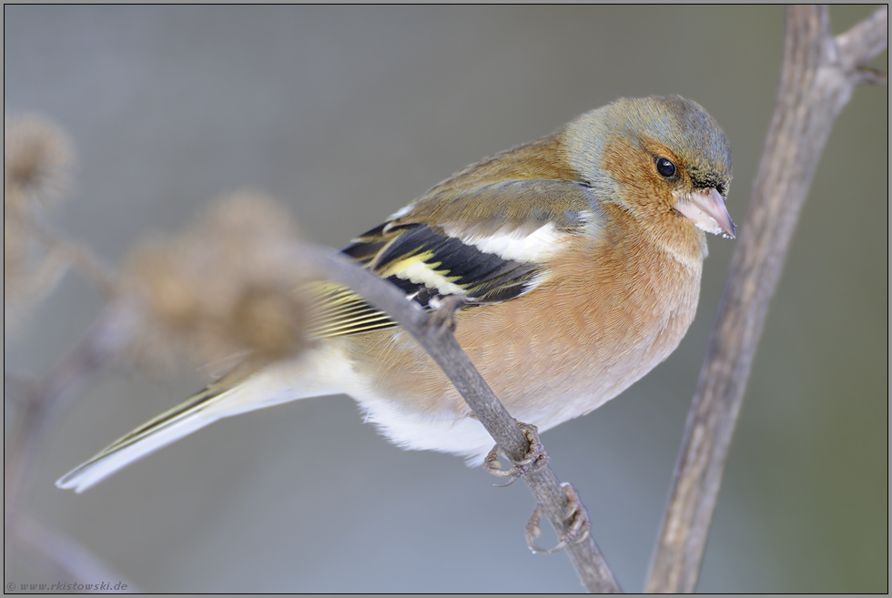 formatfüllend... Buchfink *Fringilla coelebs *