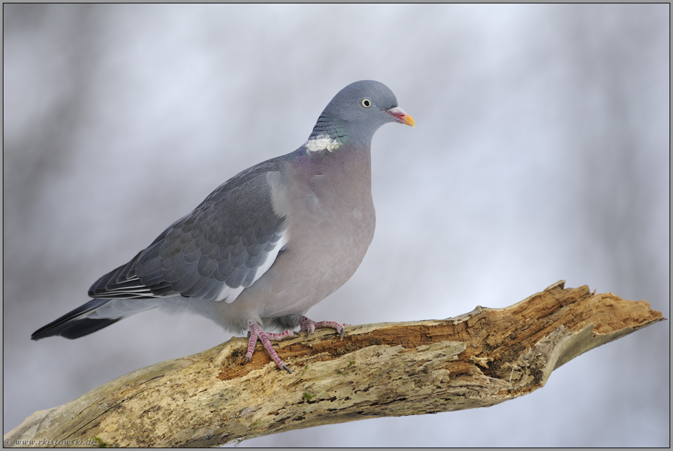 unsere größte Taube... Ringeltaube *Columba palumbus*