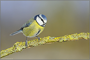 natürlicher Schädlingsbekämpfer... Blaumeise *Cyanistes caeruleus*