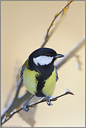 warm und kalt... Kohlmeise *Parus major*