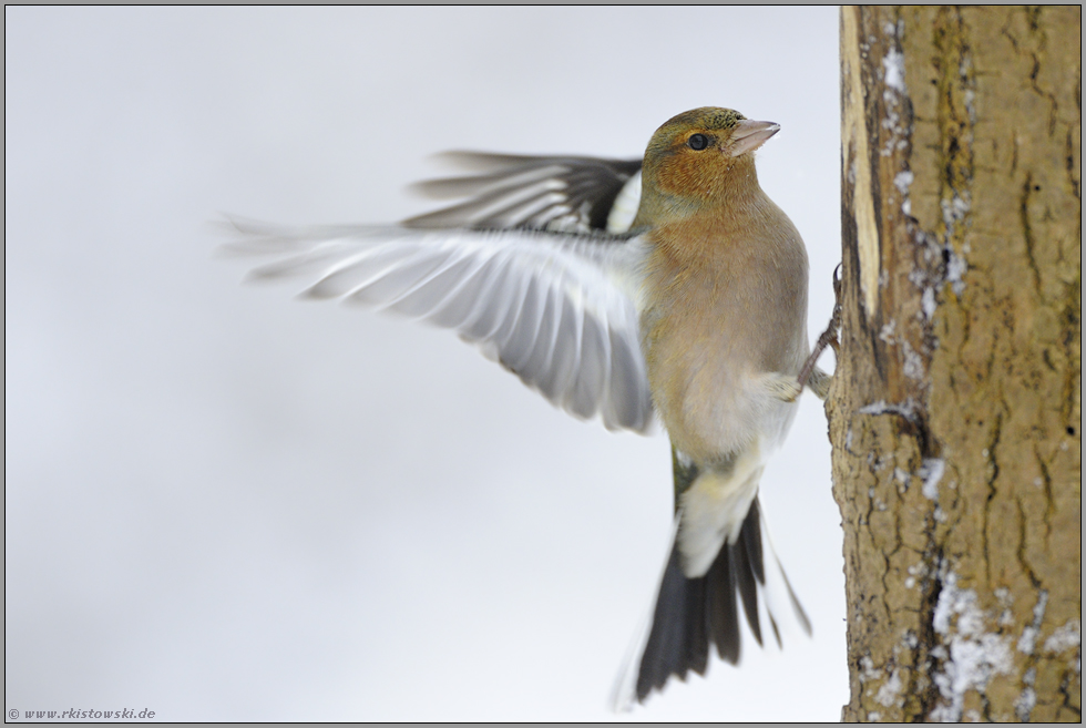 hartnäckig... Buchfink *Fringilla coelebs *