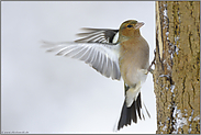 hartnäckig... Buchfink  *Fringilla coelebs *