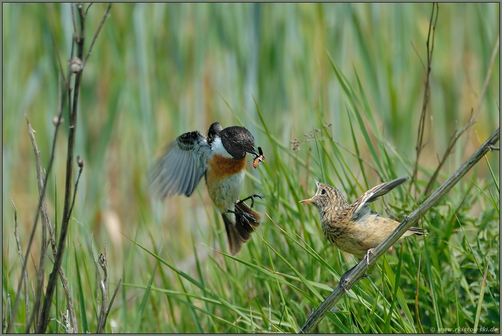 bei der Fütterung... Schwarzkehlchen *Saxicola torquata*