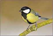 klassisch... Kohlmeise *Parus major*