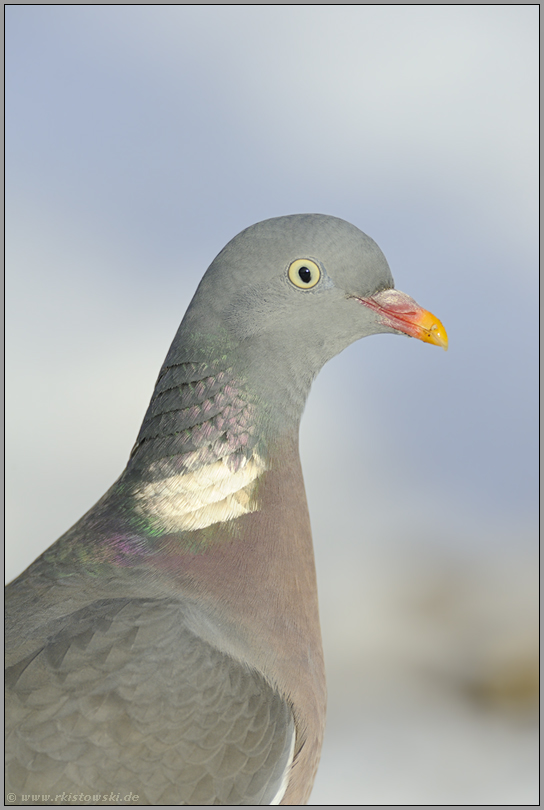Kopfportrait... Ringeltaube *Columba palumbus*