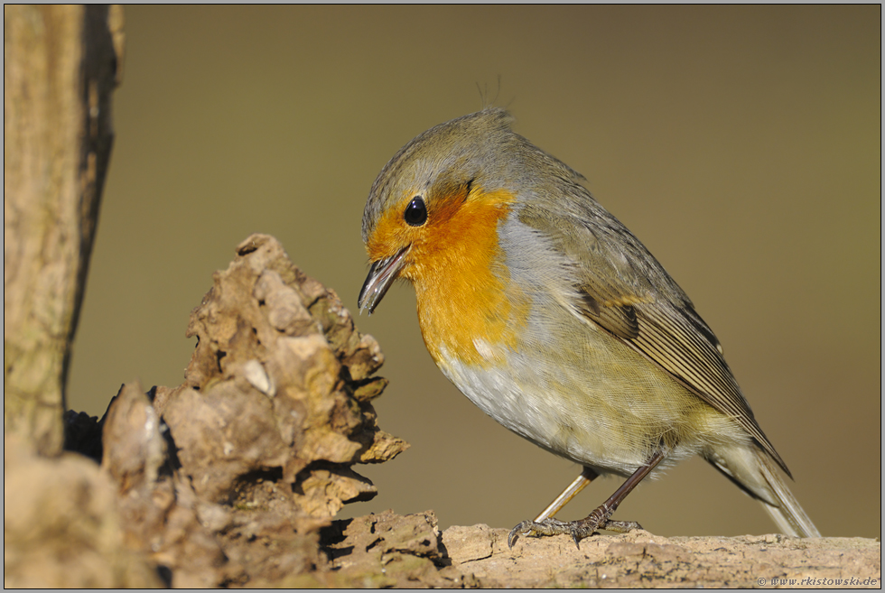 Leckerschmecker... Rotkehlchen *Erithacus rubecula*