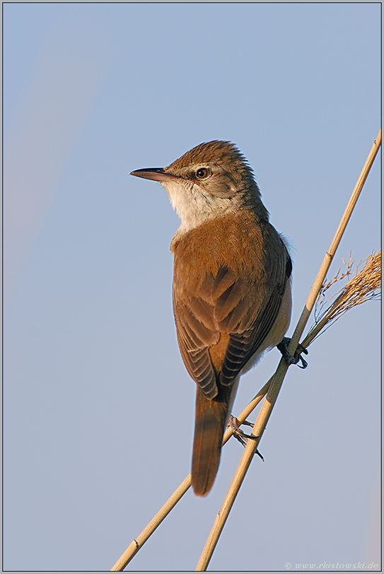 aufmerksam...  Drosselrohrsänger *Acrocephalus arundinaceus*