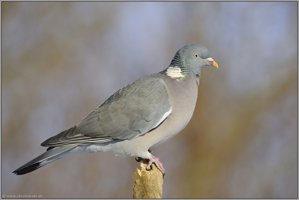 jagdbar... Ringeltaube *Columba palumbus*