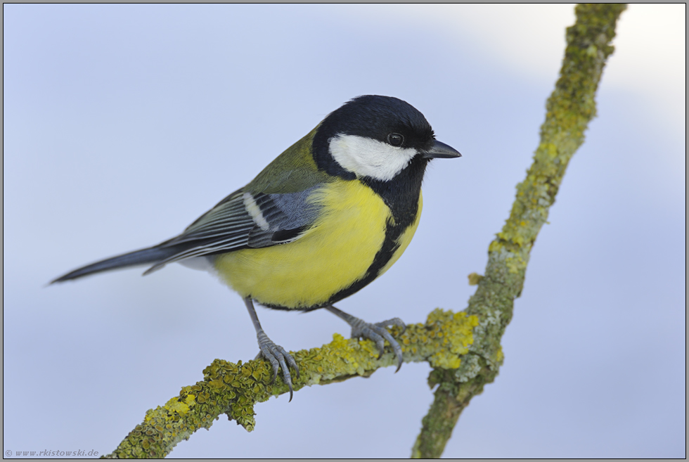 eiskalt... Kohlmeise *Parus major*